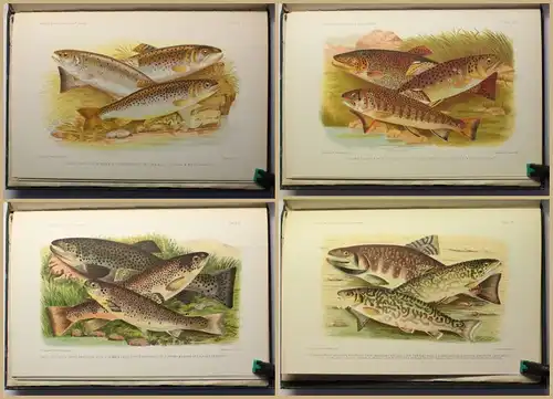 Day British and Irish Salmonidae. In one volume 1887 Ichtyologie Fischkunde xy