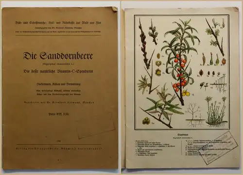 Hörmann die Sandornbeere 1941 Natur Pflanze Wissen Anbau Verwertung Fachbuch sf