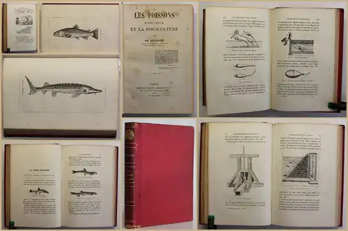Gauckler Les Poissons 1881 Süßwasserfische & ihr Zucht/Haltung Ichthyologie sf