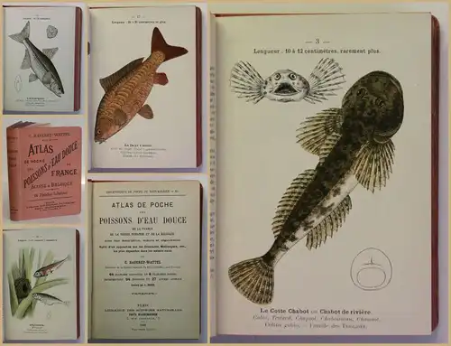 Raveret-Wattel Taschenatlas Süßwasserfische 1900 Zoologie Ichthyologie Fische xy