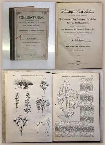 Frank Pflanzen-Tabellen Bestimmung höhere Gewächse Deutschland 1887 Botanik xz