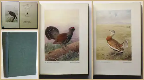 Gardiner Rare Vanishing & Lost British Birds 1923 Ornithologie Vogelkunde xy