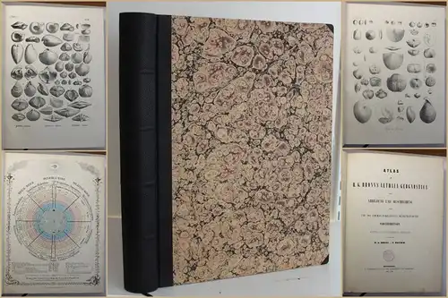 Bronn/Roemer Atlas zu H.-G. Bronns Lethaea geognostica 1850-1856 Fossilien sf