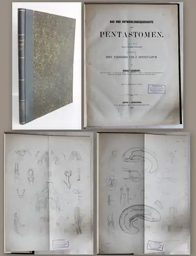 Leuckart Bau und Entwicklungsgeschichte der Pentastomen 1860 Biologie Insekten