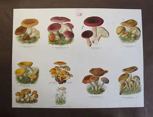 Große Tafel Pilze Täublinge Schwefelfuß um 1920 ca. 65x48 cm Mykologie xz