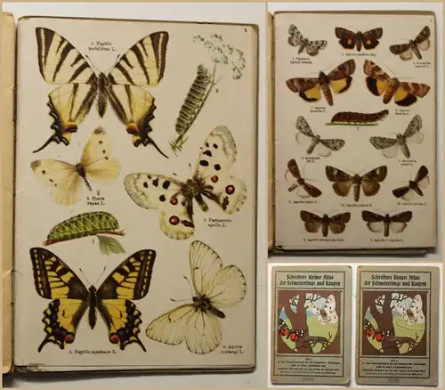 Schreibers kleiner Atlas Schmetterlinge, Raupe Hefte 1&2 um 1920 Natur Wissen sf