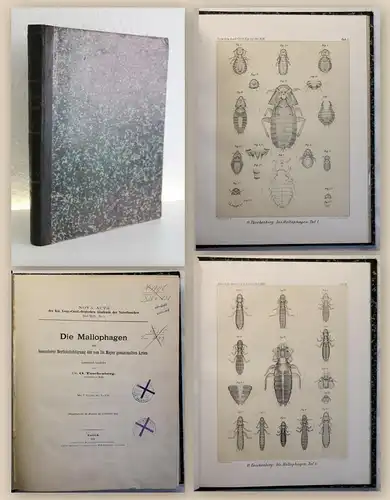 Taschenberg Die Mallophagen 1882 lithografische Tafeln Entomologie Kieferläuse