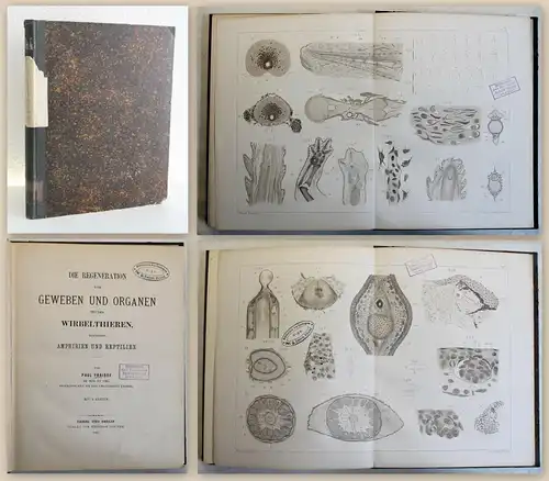 Fraisse Die Regeneration von Geweben & Organen bei Wirbeltieren 1885 Biologie xz