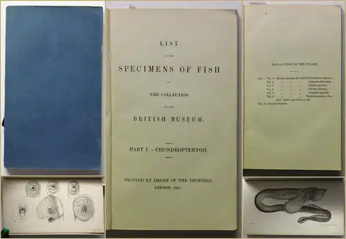 List of the Specimens of Fish Bd 1 1851 Ichthyologie Fische Fischkunde Zoologie