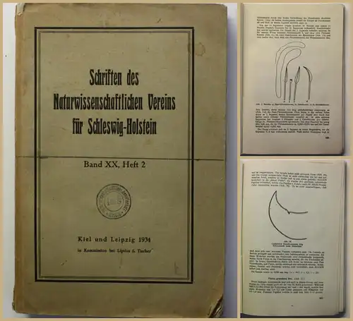 Schriften des Naturwissenschaftlichen Vereins für Schleswig Holstein 1934 xy