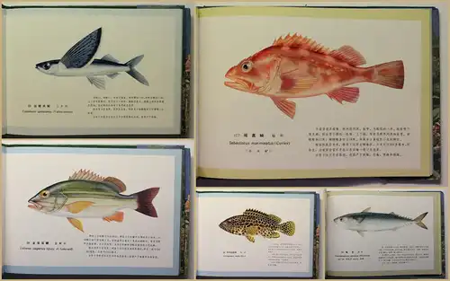 Atlas of the sea fishes of China in live colour. Vols. 1-2 1991 Ichtyologie xy