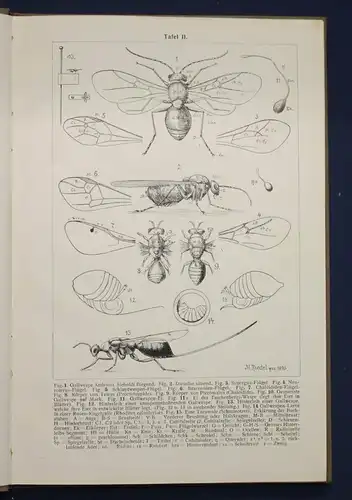Riedel Gallen und Gallwespen 1910 Naturgeschichte Wespen Tiere Wissen sf