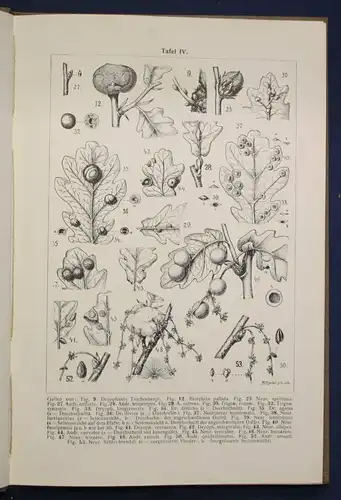 Riedel Gallen und Gallwespen 1910 Naturgeschichte Wespen Tiere Wissen sf