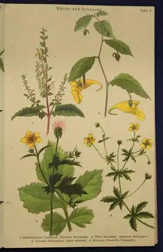 Schuhmacher Sommer- & Herbst-Blumen Bilder-Atlas um 1900 Natur Leporello sf