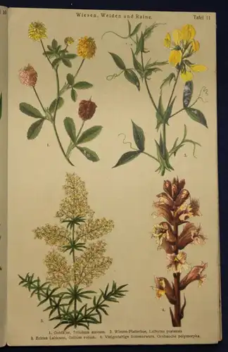 Schuhmacher Sommer- & Herbst-Blumen Bilder-Atlas um 1900 Natur Leporello sf