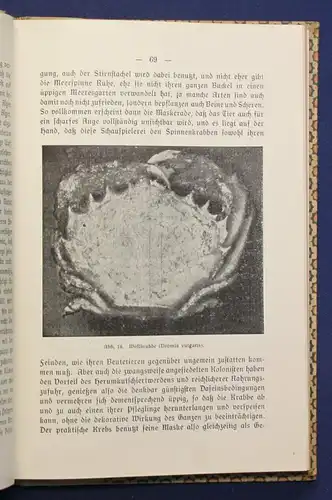 Floericke Gepanzerte Ritter 1915 Naturgeschichte Krebse Muscheln Anemonen sf