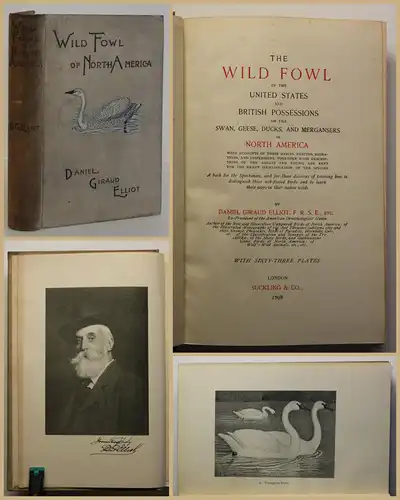 Elliot The Wild Fowl of North America 1898 Vogelart Naturwissenschaft Tiere sf