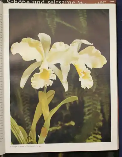 Richter/ Röth/ Ebel Orchideen 3 Bde um 1970 Botanik Flora Pflanze Natur sf