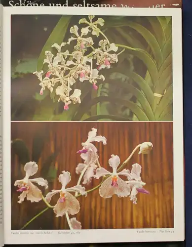 Richter/ Röth/ Ebel Orchideen 3 Bde um 1970 Botanik Flora Pflanze Natur sf