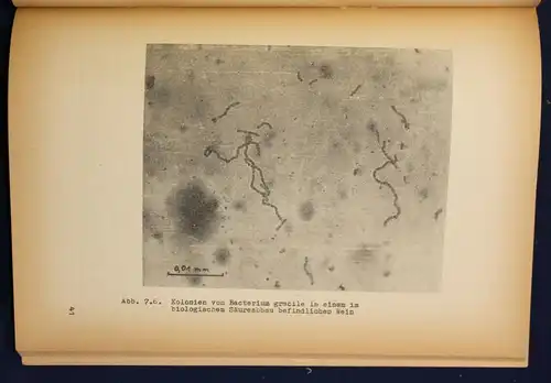 Federowski uw. Technologie der Wein- & Sektherstellung 4 Bde 1965 sehr selten sf