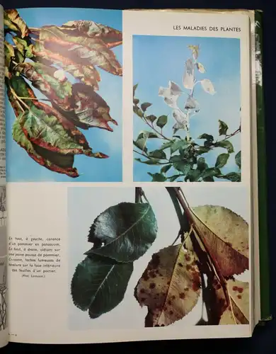 Coutanceau Encyclopedie des Jardins 1957 Natur Wissen Botanik Garten Pflanzen sf