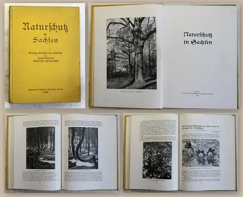 Landesverein Sächsischer Heimatschutz Naturschutz in Sachsen 1929 illustriert xz