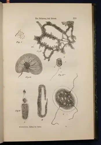 Thomassen Geschichte und System der Natur 1885 Wissen Naturwissen Entwicklung sf