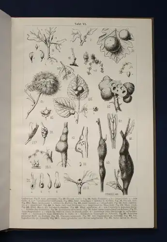 Riedel Gallen und Gallwespen Naturgeschichte 1910 100 Abb. auf 6 Tafeln js