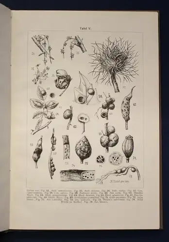 Riedel Gallen und Gallwespen Naturgeschichte 1910 100 Abb. auf 6 Tafeln js