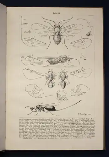 Riedel Gallen und Gallwespen Naturgeschichte 1910 100 Abb. auf 6 Tafeln js