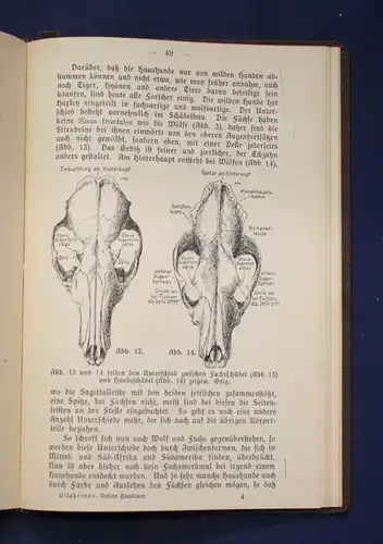 Hilzheimer Geschichte unserer Haustiere 1920 Wissenschaft Natur Tiere Flora js