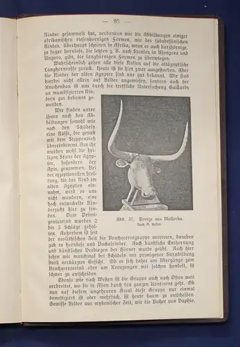 Hilzheimer Geschichte unserer Haustiere 1920 Wissenschaft Natur Tiere Flora js