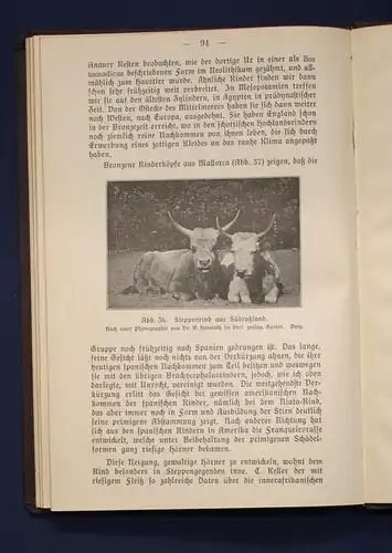 Hilzheimer Geschichte unserer Haustiere 1920 Wissenschaft Natur Tiere Flora js