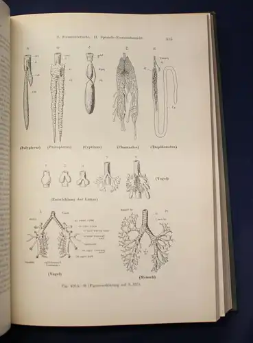 Dr. Walter Stempell Zoologie im Grundriss 1935 693 Abbildungen Tierkunde js