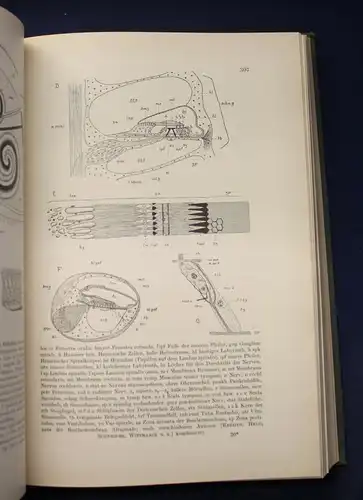 Dr. Walter Stempell Zoologie im Grundriss 1935 693 Abbildungen Tierkunde js