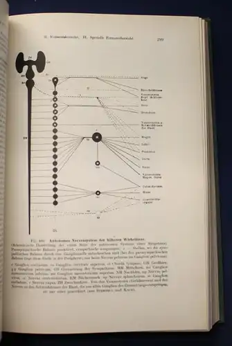 Dr. Walter Stempell Zoologie im Grundriss 1935 693 Abbildungen Tierkunde js