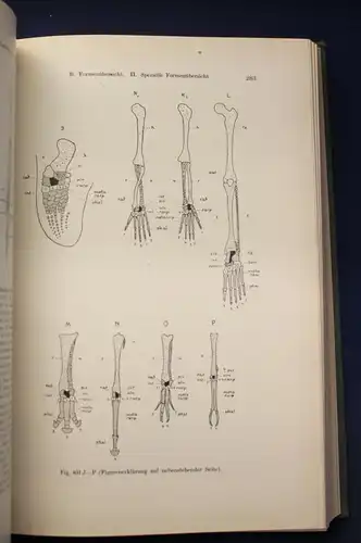 Dr. Walter Stempell Zoologie im Grundriss 1935 693 Abbildungen Tierkunde js