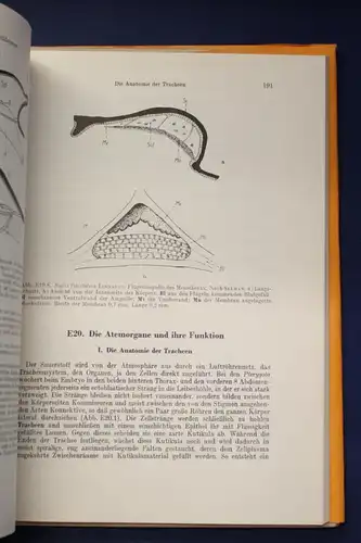 Kaestner Lehrbuch der speziellen Zoologie 1972 Band 1: Wirbellose 3. Teil js