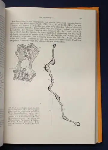 Kaestner Lehrbuch der speziellen Zoologie 1972 Band 1: Wirbellose 3. Teil js