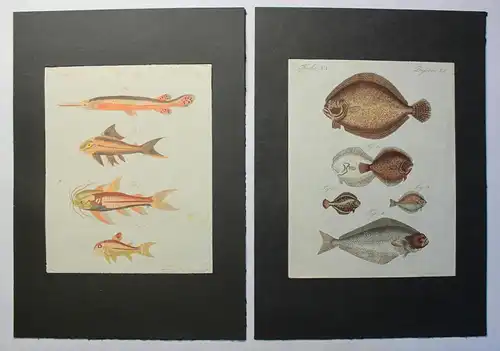 2 kolorierte Stiche Fische Flunder aus Betuch Bilderbuch für Kinder um 1810 xz