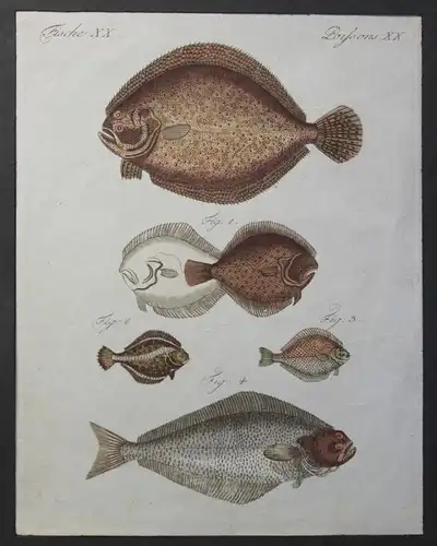 2 kolorierte Stiche Fische Flunder aus Betuch Bilderbuch für Kinder um 1810 xz