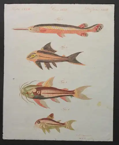 2 kolorierte Stiche Fische Flunder aus Betuch Bilderbuch für Kinder um 1810 xz