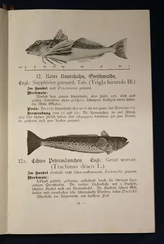 Henking Or. Broschur Seefisch- Bilderbuch für Haus und Schule Wissen O.J. js