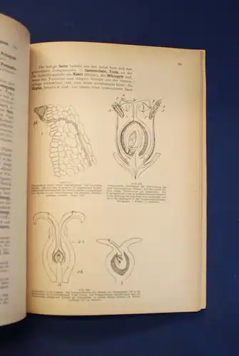 Miehe Taschenbuch der Botanik 2 Bde 1950 Morphologie Anatomie Physiologie js