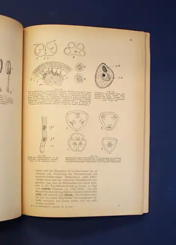 Miehe Taschenbuch der Botanik 2 Bde 1950 Morphologie Anatomie Physiologie js