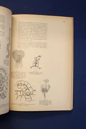 Miehe Taschenbuch der Botanik 2 Bde 1950 Morphologie Anatomie Physiologie js
