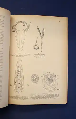 Miehe Taschenbuch der Botanik 2 Bde 1950 Morphologie Anatomie Physiologie js