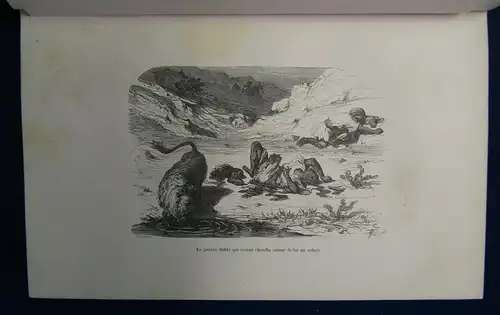 Gerhard La Chasse Au Lion 1855 Abenteuer Reise Afrika Löwenjagd Expedition sf