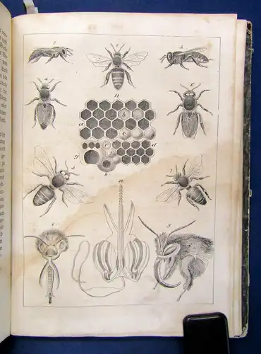 Der Volksbote für das Jahr 1846 1845 Geschichte Reise Ortskunde Geografie sf