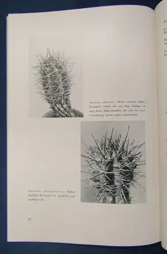 Cactaceae Jahrbücher der Deutschen Kakteengesellschaft E. V. 1939 2 Hefte js